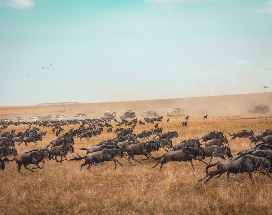 harshil-gudka-aKcVSSDotgo-unsplash